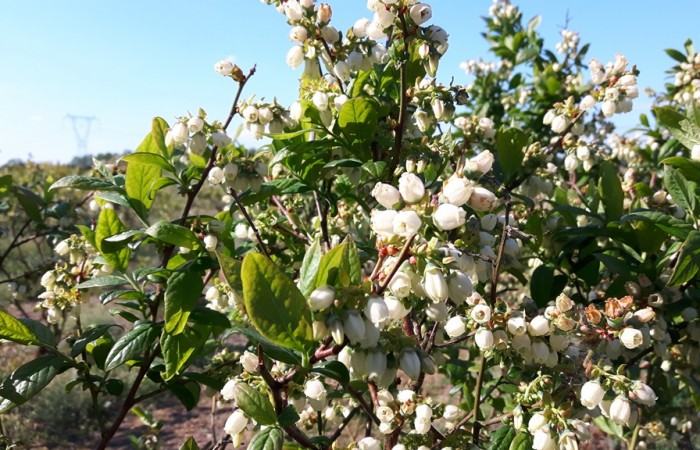 borowka amerykanska kwiat 2