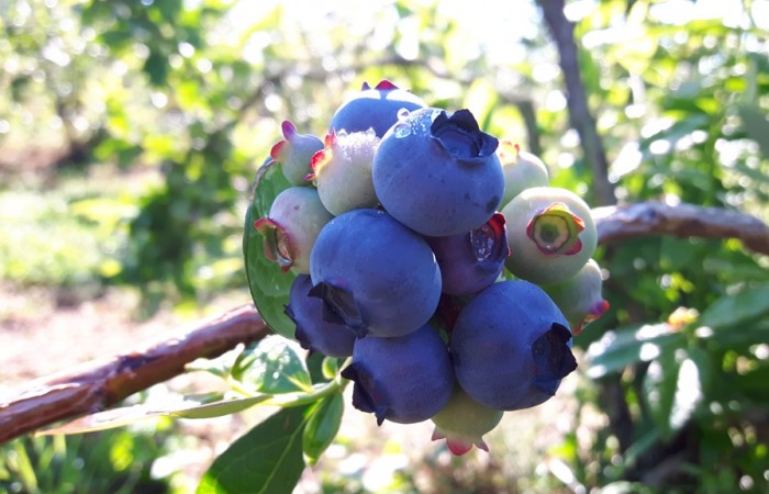 borowka amerykanska owoc 3