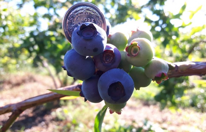 borowka amerykanska owoc 4