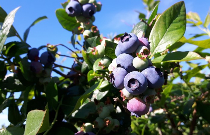 borowka amerykanska owoc 5