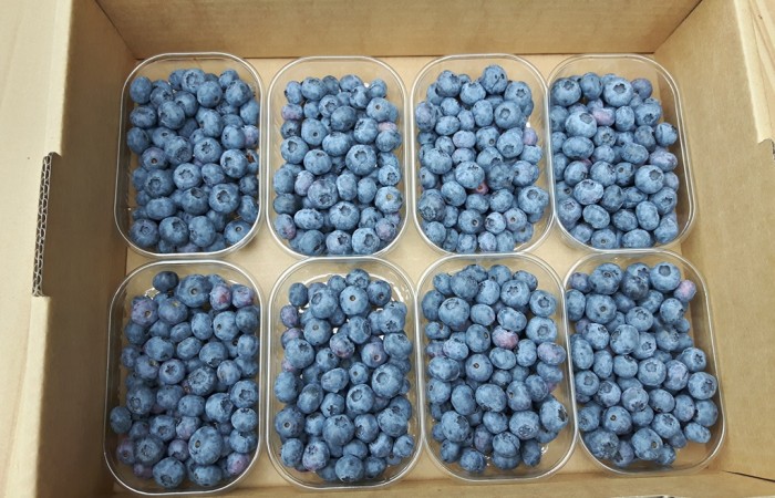 borowka amerykanska pakowanie