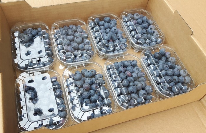 borowka amerykanska pakowanie 2